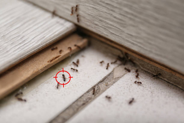 Pest Prevention Services in San Antonio, FL