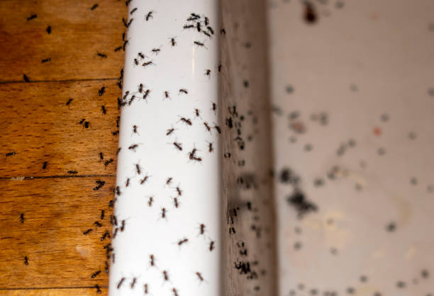 Best Emergency Pest Control  in San Antonio, FL