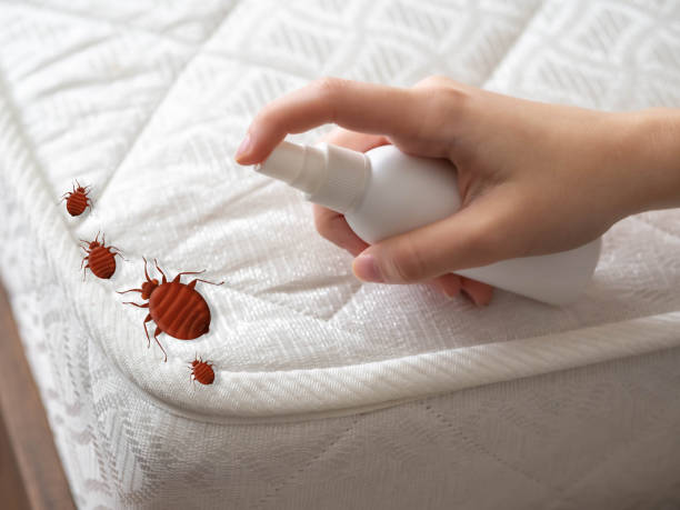 Best Local Pest Control Services  in San Antonio, FL