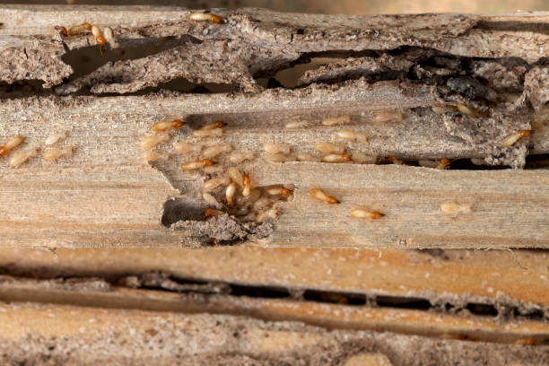 Best Pest Inspection Near Me  in San Antonio, FL