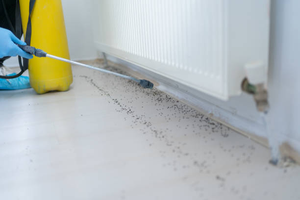 Best Termite Control Services  in San Antonio, FL