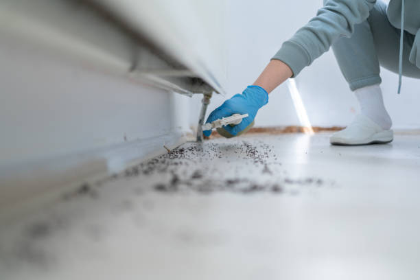 Best Mosquito Control Services  in San Antonio, FL